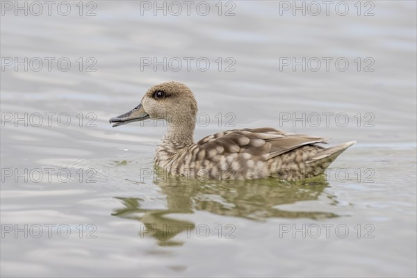 Marbled Duck