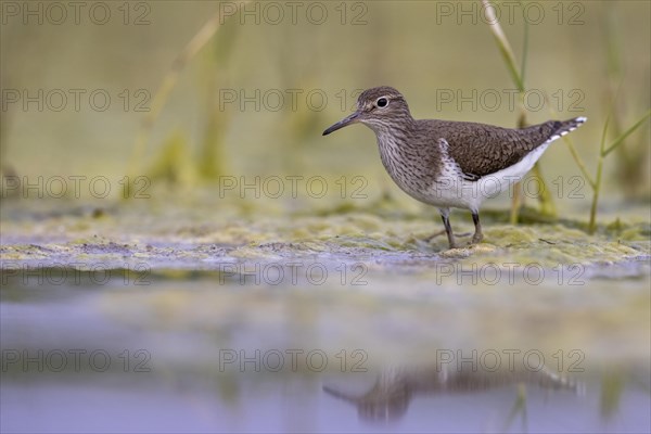 Common sandpiper