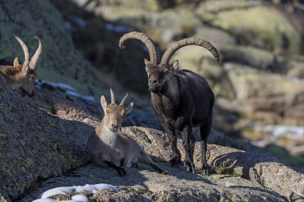 Iberian ibex