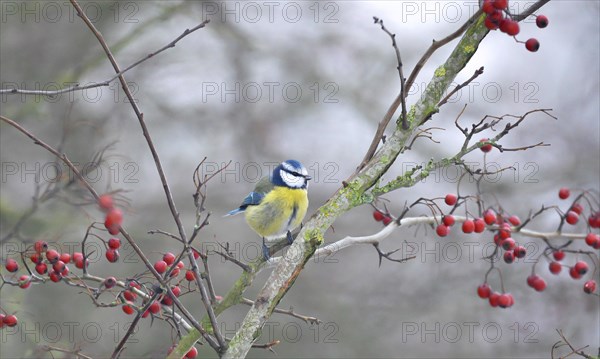 Blue tit