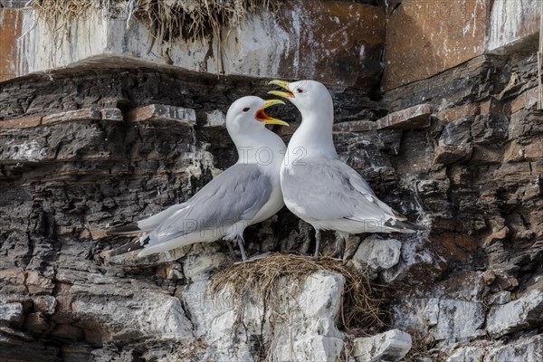 Kittiwakes