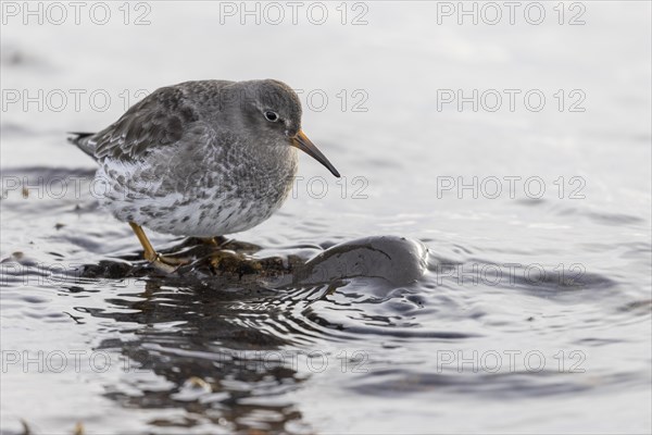 Purple Sandpiper