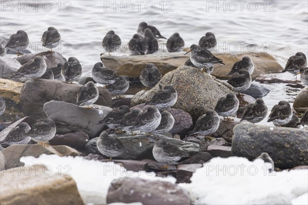 Purple Sandpiper