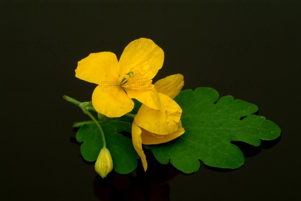 Medicinal plant greater celandine