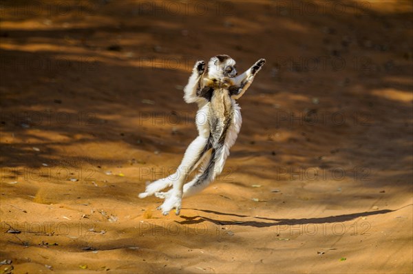 Dancing Leaping verreauxi lemur