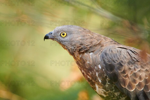 European honey buzzard