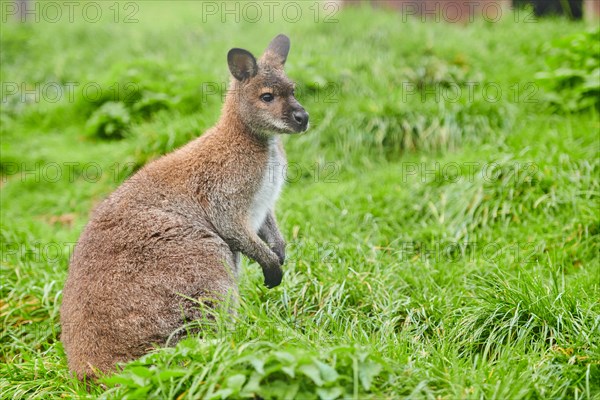 Bennett's wallaby