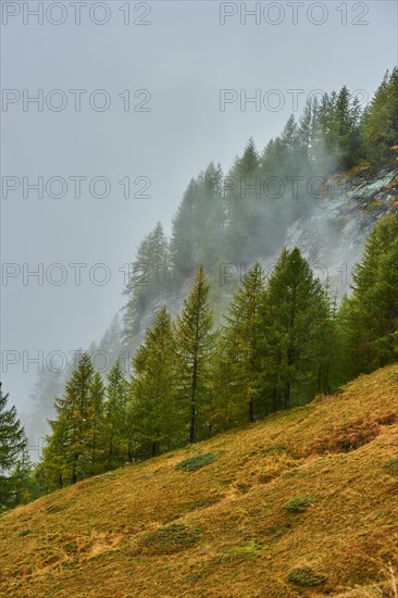 European larch