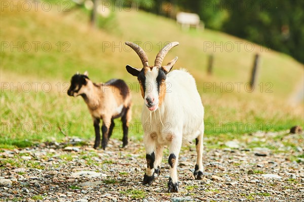 Domestic goats