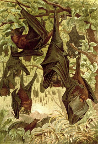 Megabats