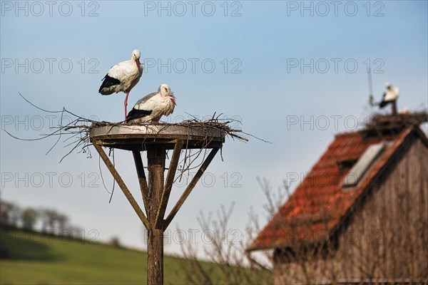 White storks