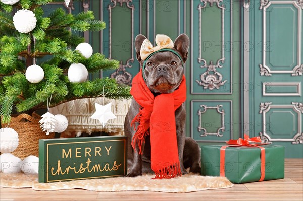 Black French Bulldog dog wearing red winter scarf and ribbon on head next to Christmas tree and gift box