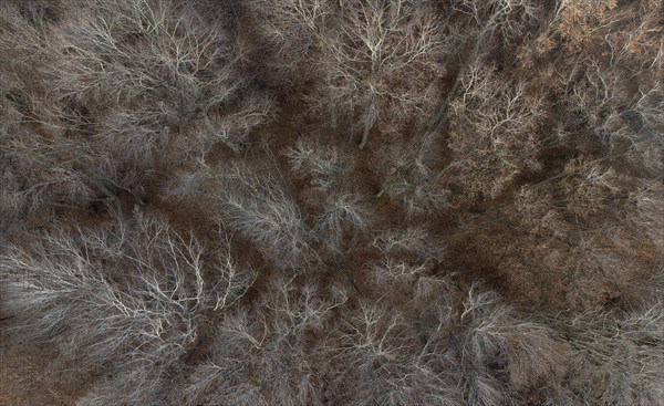 Undecorated mixed beech forest from above