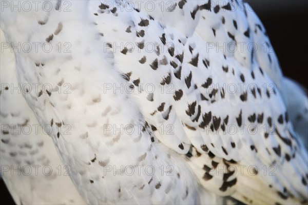 Close-up of a Snowy owl