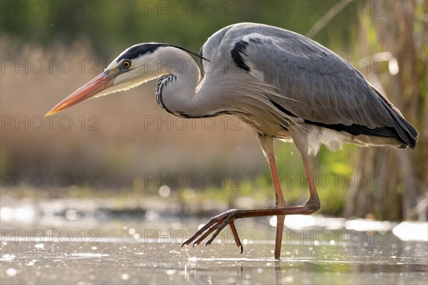 Grey heron