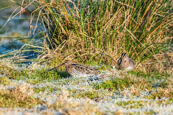 Common Snipe