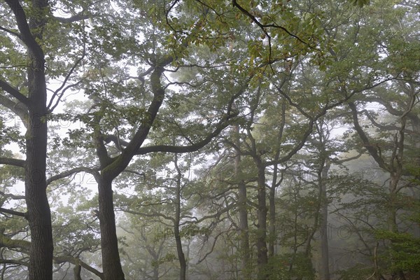 View into the treetops