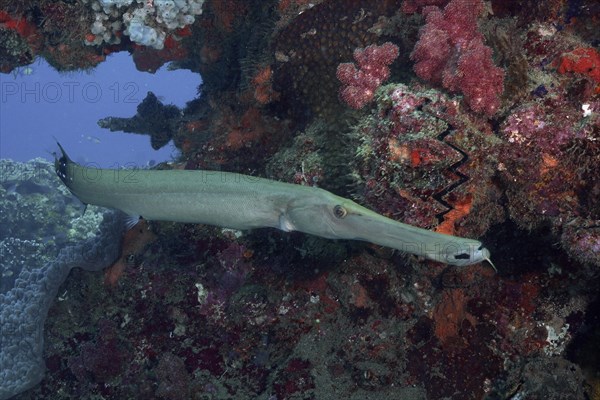 Chinese trumpetfish