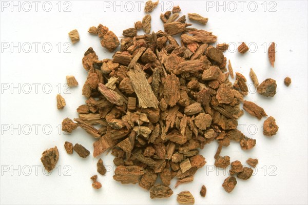 Medicinal plant quebracho bark