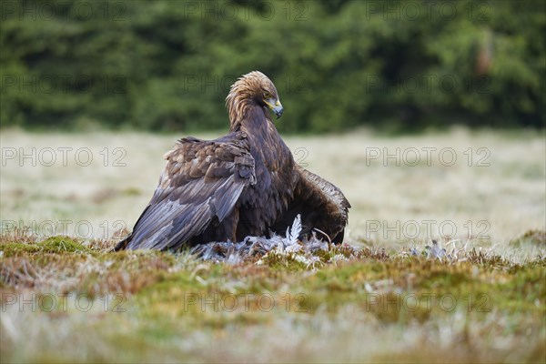 Golden eagle