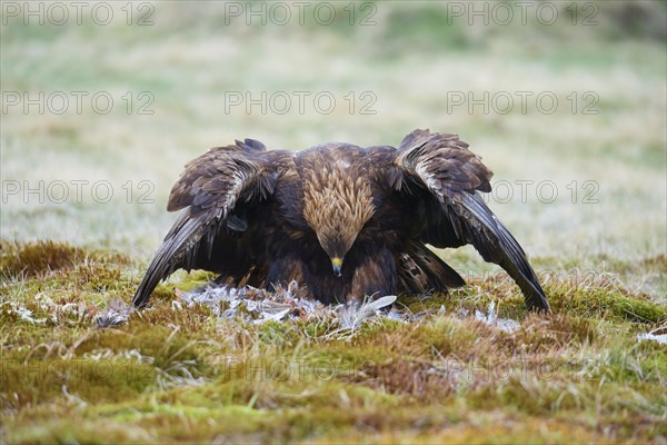 Golden eagle