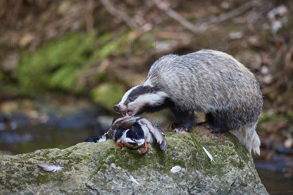 European badger