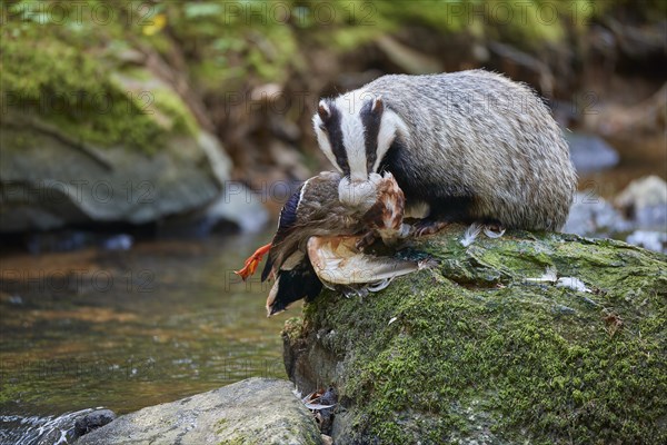 European badger