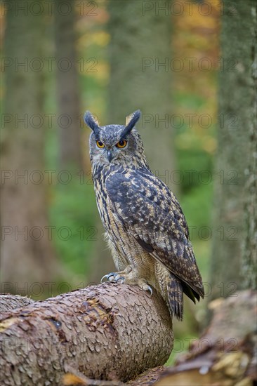 Eurasian eagle-owl