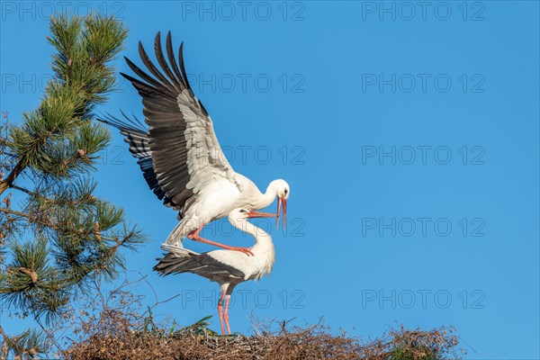 White Stork