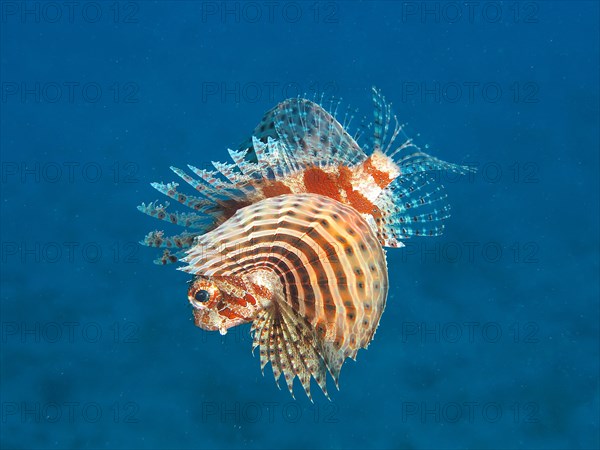 Red Sea Dwarf Lionfish