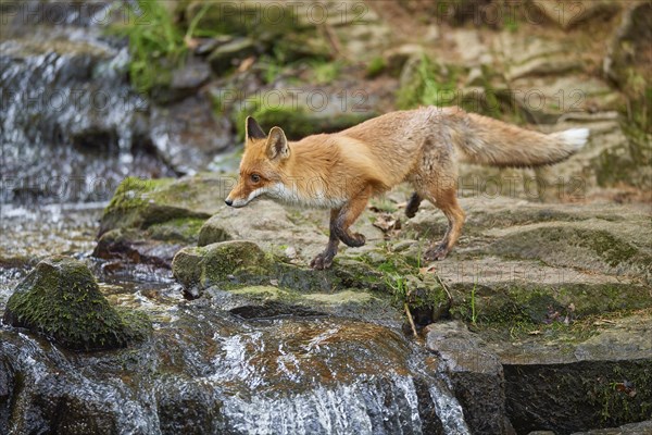 Red fox