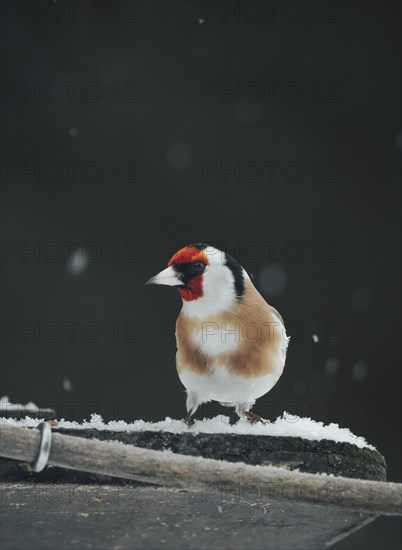 European goldfinch