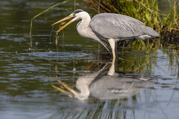 Grey heron