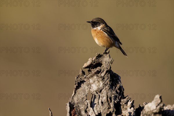 European stonechat