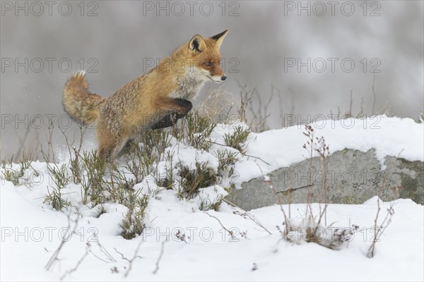 Red fox