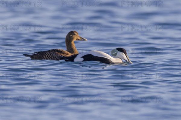 Common eiders