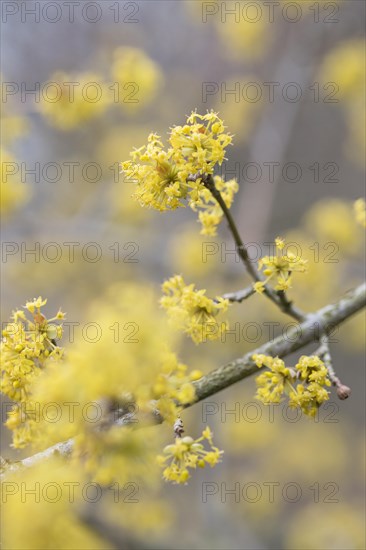 Cornelian cherry