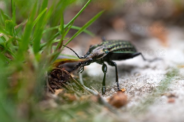 Carabus clathratus