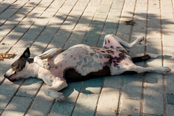 Homeless stray dogis in the street as lonely concept