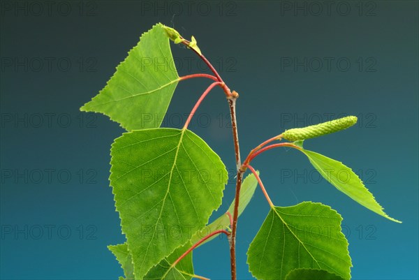 Medicinal plant Birch