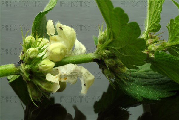 White deadnettle