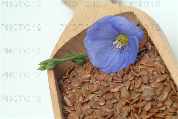 Medicinal plant Linseed