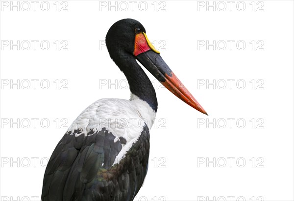 Saddle-billed stork