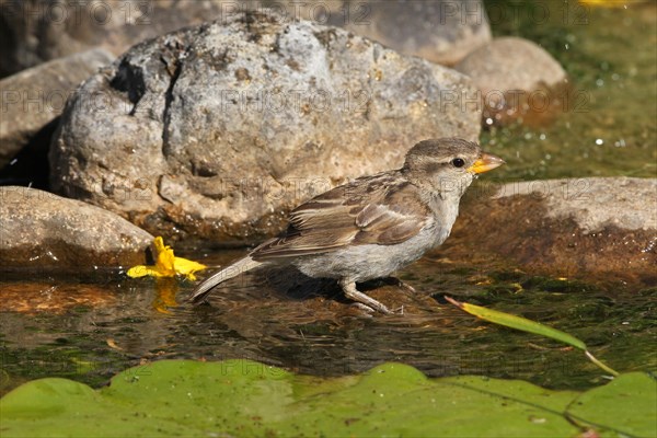 House sparrow