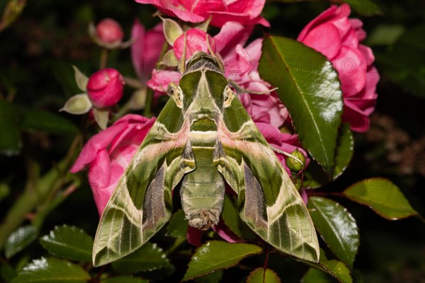 Oleander moth Moth with closed wings hanging on red flower from behind