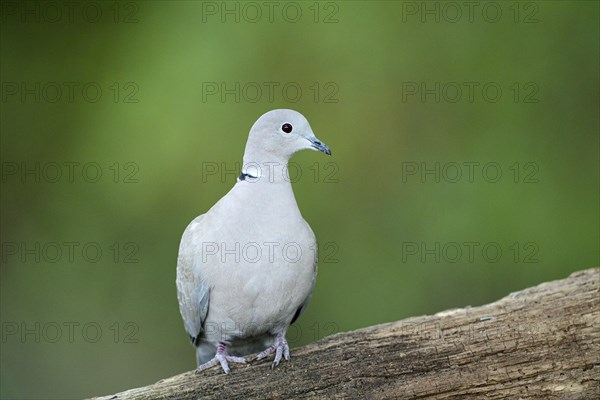 Eurasian collared dove