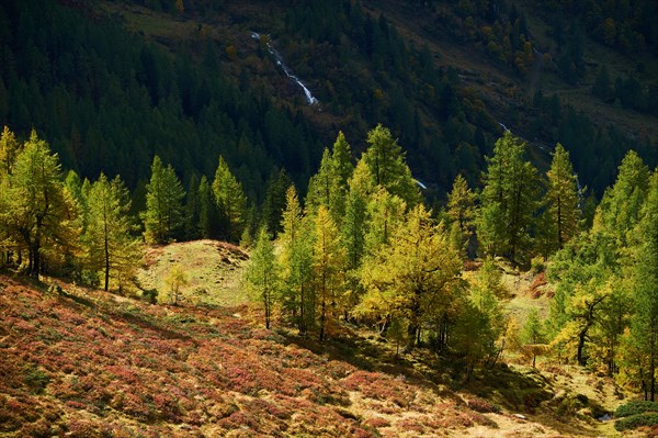 European larch