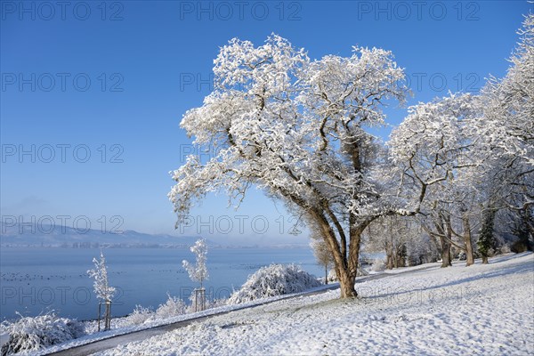 View of Lake Constance from the snow-covered Mettnaupark