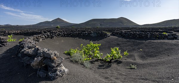 Winegrowing area in La Geria