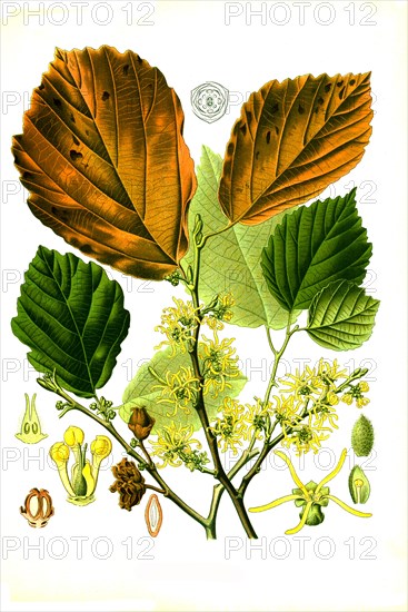 Medicinal plant